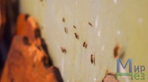 Уничтожение тараканов и клопов в квартире. Обработка холодным туманом - Мир Дез