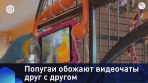 Попугаи обожают видеочаты друг с другом