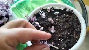 Розовая коллизия - размножение