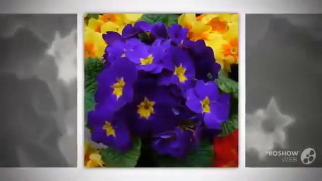 Цветы Примула (Primula flower)
