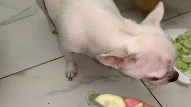 Любимые огурцы и как дела у Лисы и Геры. смотреть онлайн