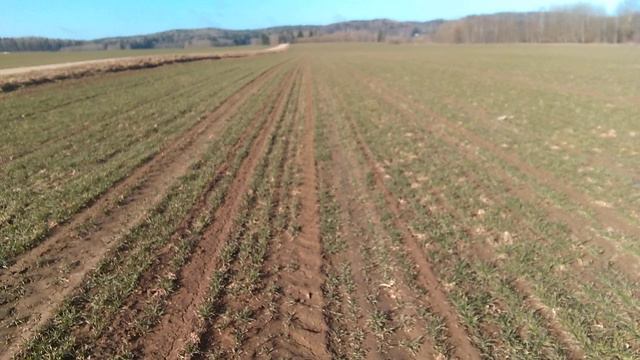 Озимая пшеница "Маркиза" смотреть онлайн