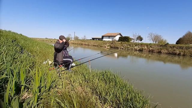 Сомик Американский, или рыба кот. смотреть онлайн