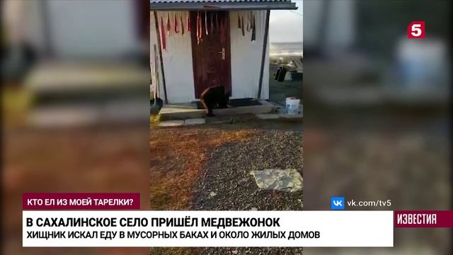 Голодный и шустрый: жителей сахалинского села напугал медвежонок