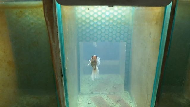 Perl purple big ear hm female 11/11/2014 смотреть онлайн