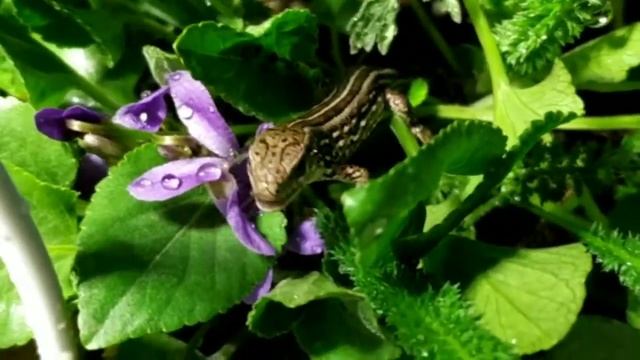 Маленькая прыткая ящерица кушает паука. Террариум для ящерицы. ? смотреть онлайн