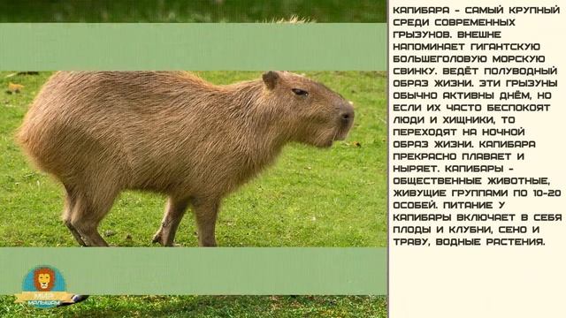 Мир малышам | Развитие детей | Капибара смотреть онлайн