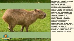 Мир малышам | Развитие детей | Капибара
