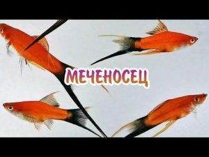 МЕЧЕНОСЕЦ. СОДЕРЖАНИЕ И РАЗВЕДЕНИЕ.