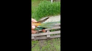 Сетка работает, обзор золотистой щурки.