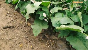 Баклажани Валентина F1 (Seminis) та Алмаз (SemenaOptom). Культура в полі