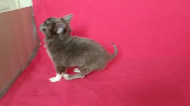 Лиловый длинношерстный мальчик чихуахуа