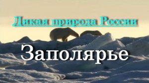 Дикая природа России - Заполярье