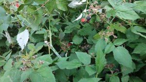 Как я провожу обрезку чёрной малины?