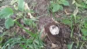 Грибы в Александровском саду 1.07.20