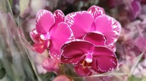 №234/ Новые, шикарные сорта орхидей в магазине ОРХИДЕЯ  Очень много уценки