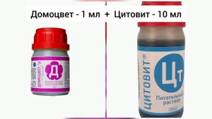 Проблемы у хвойных после зимы.Иссушение кроны ранней весной.Как помочь?