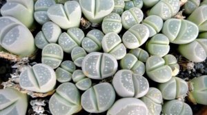 Lithops olivacea Vidéo 697 - 2018