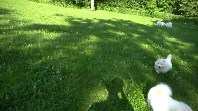 Samojedenwelpen 48 Tagen alt Video 1 - C-Wurf Samoyeds of Arctic White Cherry смотреть онлайн