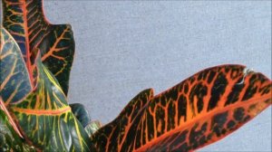 Кротон или кодиеум домашний. Как купить кротон разных сортов