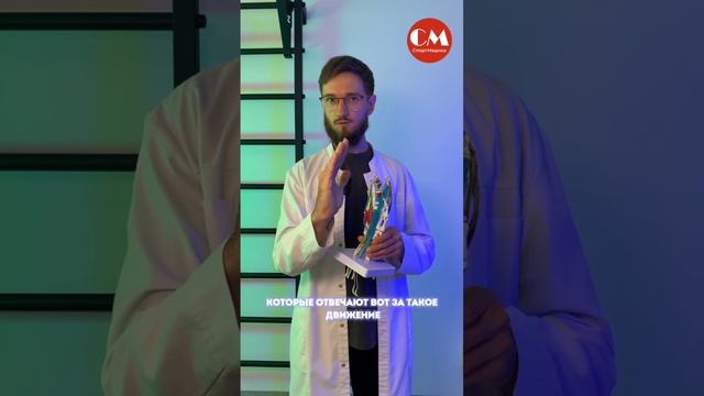 Основные мыщцы-сгибатели пальцев кисти