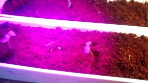 Гидропоника в домашних условиях