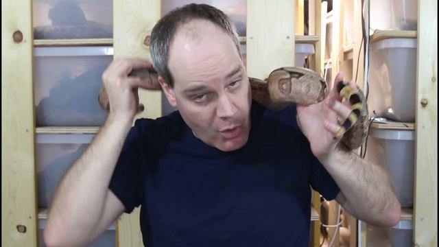 My Most Popular Locality Boa Constrictors (Viewer Favorite Snakes!) смотреть онлайн