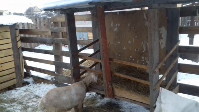 Охота у коз. Как определить козу в охоте? Кормление коз. смотреть онлайн