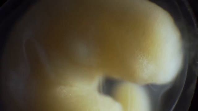 ? Универсальное начало жизни животного. | НАУКА 4.0 смотреть онлайн