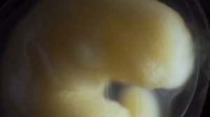 ? Универсальное начало жизни животного. | НАУКА 4.0