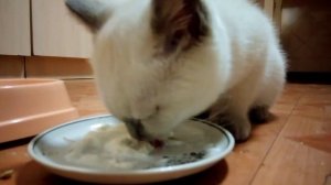 Котик ест сметанку и чавкает.