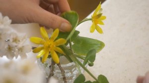 【桜開花!】花粉症でもお花見したい【長持ちポイントは?】お部屋に飾って香りまで楽しもう🎵サクラサク