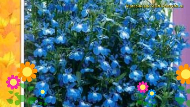 Лобелия Хрустальный дворец. Краткий обзор, описание lobelia erinus Khrustal'nyy dvorets смотреть онлайн