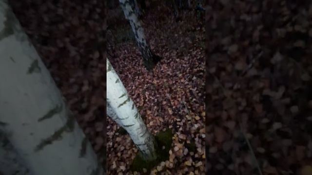 МНОГО ГРИБОВ В ТЁМНОМ ЛЕСУ 2022 смотреть онлайн