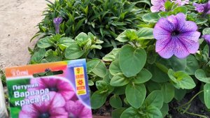 Петуния Кустовая Варвара краса