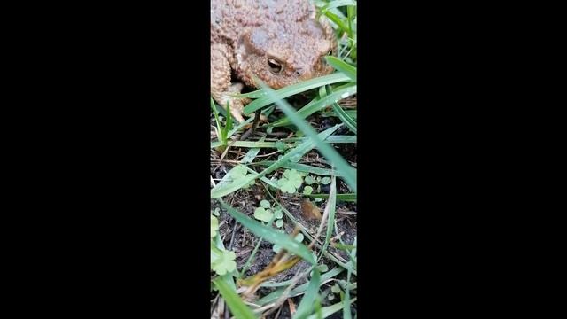 Подруга Дождя.Земляная жаба.#shorts смотреть онлайн