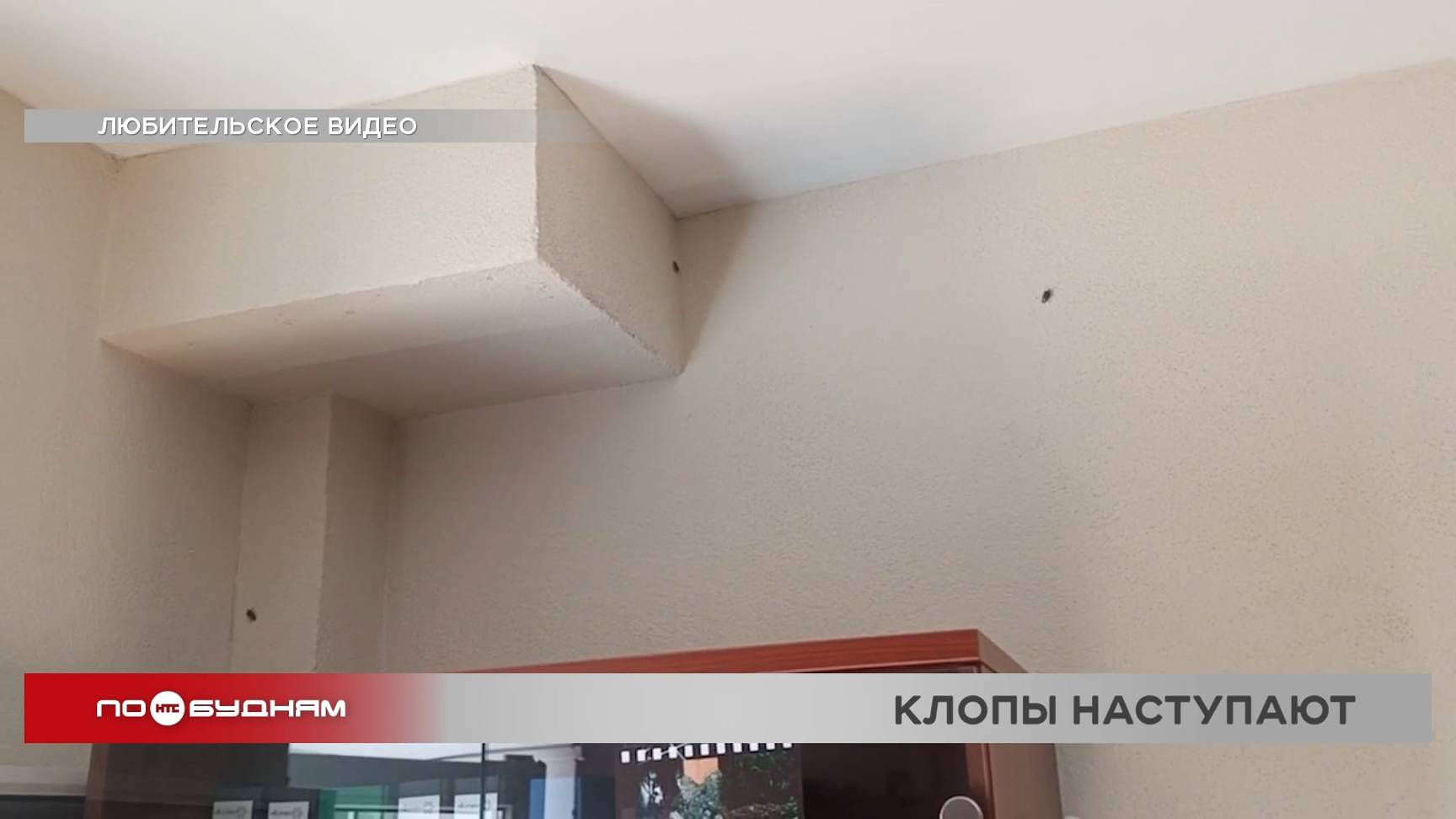 В Иркутске нашествие лесных клопов