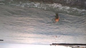 Питбуль на море хулиганит по полной. (Sea Pitbull hooligans in full)