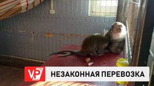 ВОЛГОГРАДСКИЕ ПОЛИЦЕЙСКИЕ ПРЕСЕКЛИ ОЧЕРЕДНУЮ ПОПЫТКУ НЕЗАКОННОЙ ПЕРЕВОЗКИ ЖИВОТНЫХ