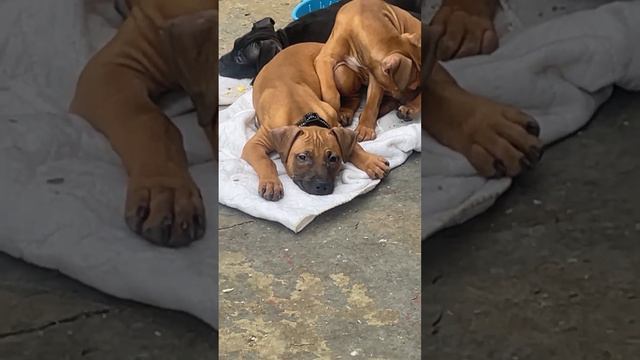 We got 3 more left all females. I’m keeping NuDay with the black mask смотреть онлайн