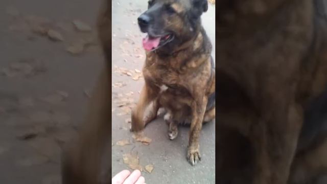 Джек- верный друг в добрые руки смотреть онлайн