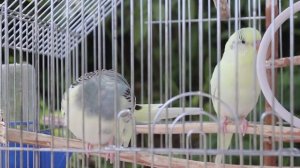 Веселое пение волнистых попугаев. Тоша и Ксюша