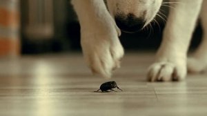 Dog&Bug