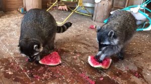 Raccoons enjoying watermelon ? How raccoons eat. Еноты кушают арбузы  ? Дом Енота. Как едят еноты