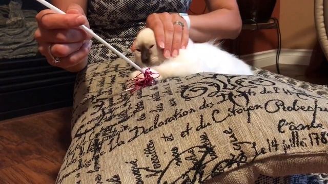 Ragdoll kitty Boy - Котенок Леопольд - породы рэгдолл Лео смотреть онлайн