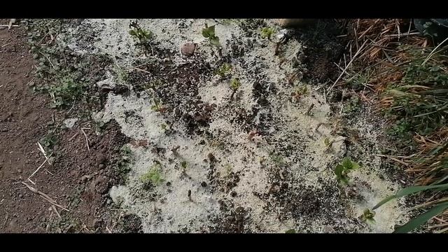 Как же определиться со сроками укоренения черенков гортензии смотреть онлайн