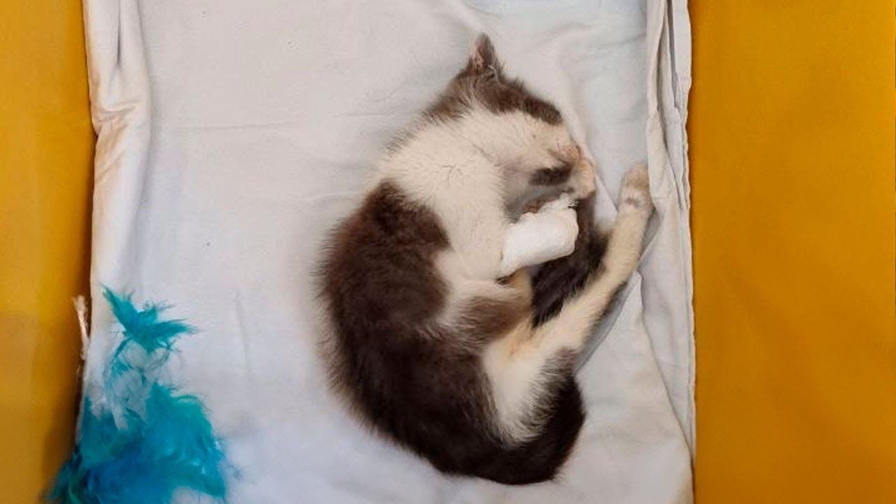 Спасение котенка со сломанным позвоночником!