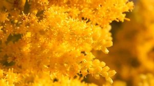 Золотарник гибридный Solidago hybrida
