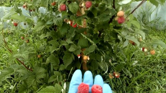 Малина летняя ЛИДИЯ Ферма "Омская Ягода" смотреть онлайн