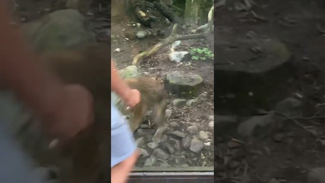 🙀 РЫСЬ АТАКОВАЛА. Не хотелось бы встретиться в лесу с такой кисой.. смотреть онлайн